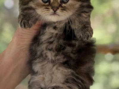 Zoeys And Biscuits Litter Girl - Munchkin - Gallery Photo #1