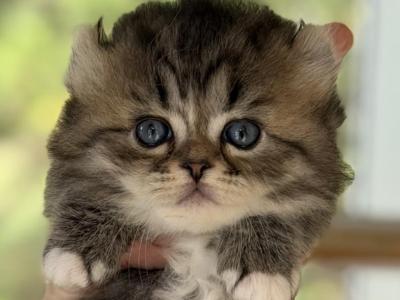 Zoeys And Biscuits Litter Boy - Munchkin - Gallery Photo #1