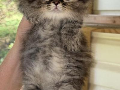 Lunas And Biscuits Litter Boy - Minuet - Gallery Photo #1
