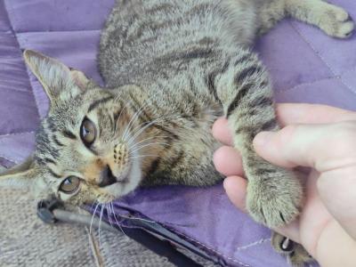 Rumi - Domestic - Gallery Photo #1