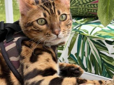 Richie - Bengal - Gallery Photo #1