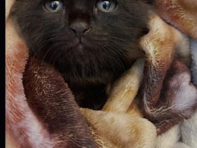 Milo - Domestic - Gallery Photo #1