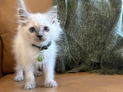 Olive Green Collar - Ragdoll - Gallery Photo #1