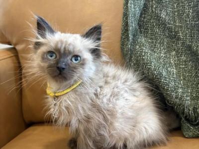 Yellow Collar - Ragdoll - Gallery Photo #1