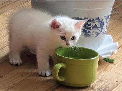 Cleopatra - Persian - Gallery Photo #1