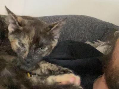 Remi - American Shorthair - Gallery Photo #1