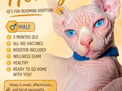 Honey - Sphynx - Gallery Photo #1