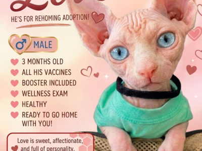 LOVE - Sphynx - Gallery Photo #1