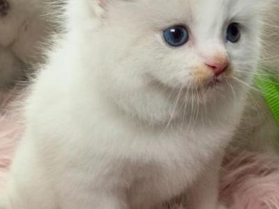 Bicolor Ragdolls - Ragdoll - Gallery Photo #1