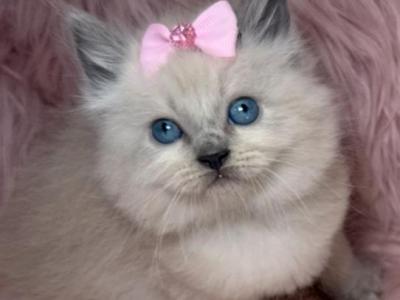 Ragdoll - Ragdoll - Gallery Photo #1