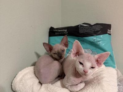 Mini - Devon Rex - Gallery Photo #1