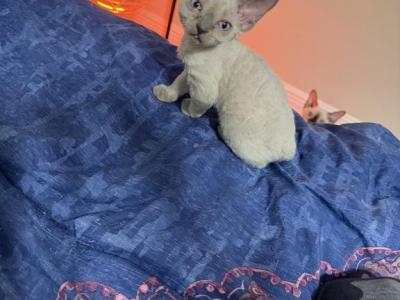 Violet - Devon Rex - Gallery Photo #1