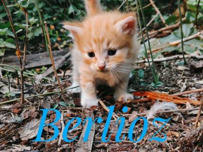 Berlioz - Domestic - Gallery Photo #1