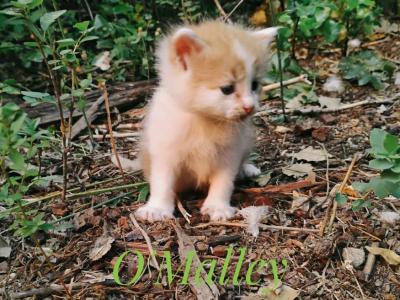 O'Malley - Domestic - Gallery Photo #1
