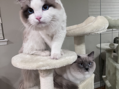 Thor And Loki - Ragdoll - Gallery Photo #1