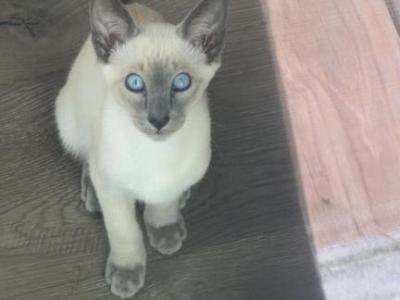 Oriental Siamese Lilac Point - Oriental - Gallery Photo #1