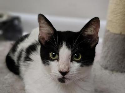 Zorro AKA The Dragon - Domestic - Gallery Photo #1
