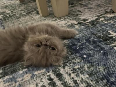 Madeline - Persian - Gallery Photo #1