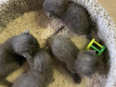 Mixed Breed Kittens - British Shorthair - Gallery Photo #1