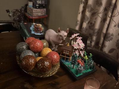Gray Green Eyes  Sphynx Pittsburg Cleveland - Sphynx - Gallery Photo #1