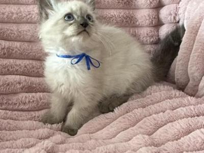 TICA Registered Blue Ribbon Male - Ragdoll - Gallery Photo #1