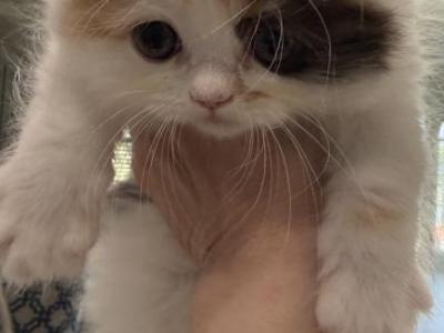 Cali - Ragdoll - Gallery Photo #1