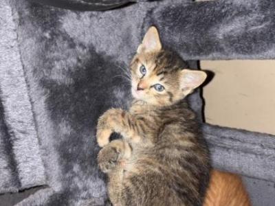 No Name Yet - Maine Coon - Gallery Photo #1