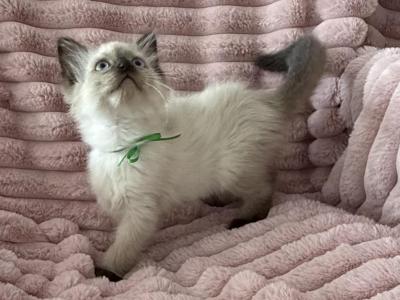 TICA Registered Green Ribbon Male - Ragdoll - Gallery Photo #1