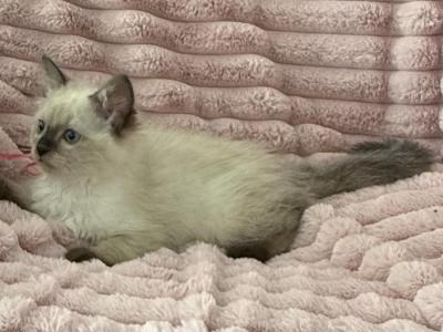 TICA Registered Pink Ribbon Female - Ragdoll - Gallery Photo #1