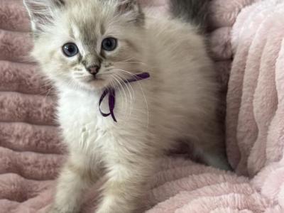TICA Registered Purple Ribbon - Ragdoll - Gallery Photo #1