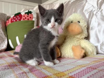 Cuties - Domestic - Gallery Photo #1