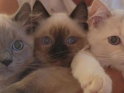 Spring Kittens - Ragdoll - Gallery Photo #1