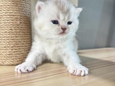 Emma - British Shorthair - Gallery Photo #1