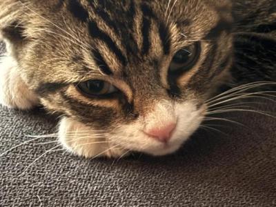 Bennie - Domestic - Gallery Photo #1