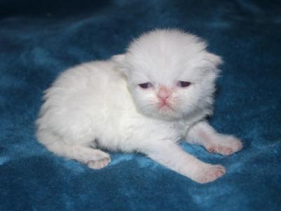 CFA White Male Persian Kitten Grey Collar - Persian - Gallery Photo #1