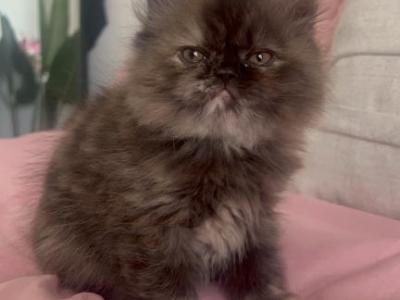 Tortie Female - Persian - Gallery Photo #1