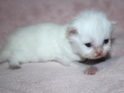 White Male Persian Kitten Bisquit - Persian - Gallery Photo #1