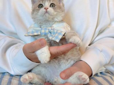 Bear - Selkirk Rex - Gallery Photo #1