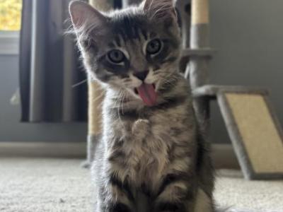 Mochi - Siberian - Gallery Photo #1