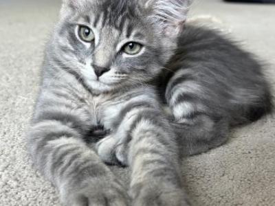Mochi - Siamese - Gallery Photo #1