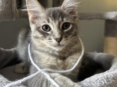 Bee - Siberian - Gallery Photo #1