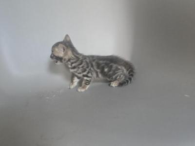 Sultan - Bengal - Gallery Photo #1