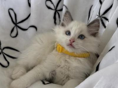 TICA Blue Bicolor Boy Brooks - Ragdoll - Gallery Photo #1
