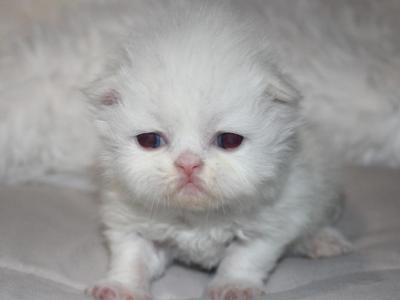White Female Persian Kitten Cookie - Persian - Gallery Photo #1