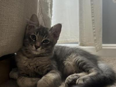 Spy - Siamese - Gallery Photo #1