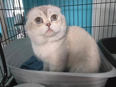 Scottish Fold And Straight Luxury Beauty - Scottish Fold - Gallery Photo #1