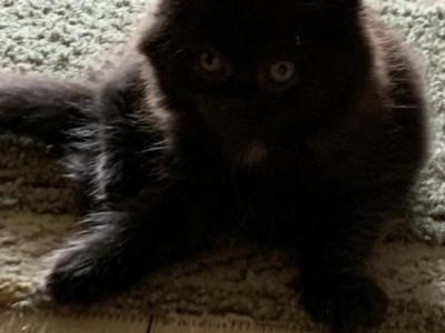 Mittens - Scottish Fold - Gallery Photo #1