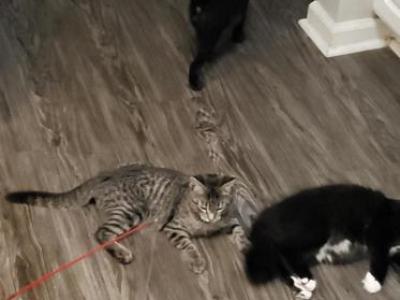Sissy Tiger Tux Benny - American Shorthair - Gallery Photo #1