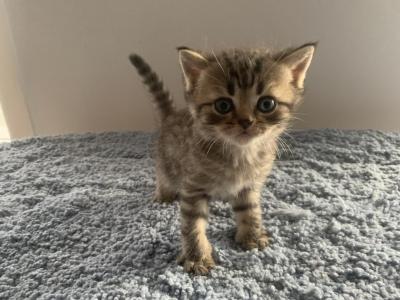 Milo - Scottish Straight - Gallery Photo #1