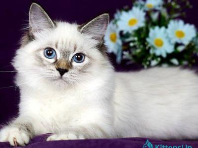 Galaxy - Siberian - Gallery Photo #1